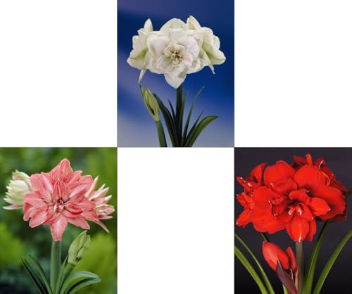 Generisch 3er Set riesengroße XXL Amaryllis (Zwiebelgröße 34/36) Hippeastrum, Ritterstern, 3 Verschiedene Amarylliszwiebeln