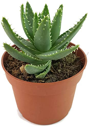 Fangblatt - Aloe perfoliata - Schuttaloe im Ø 10 cm Topf - robuste und pflegeleichte Zimmerpflanze