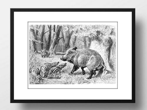 Din A4 Kunstdruck ohne Rahmen - Wildschwein Frischlinge - Jagd Natur Vintage Retro - Druck Poster Bild