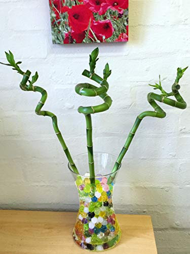 1 espiral recta Lucky Bambú Growing en barro de cristal