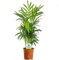 Chamaedorea Elegans - Bergpalme – Zimmerpflanze fürs Haus oder Büro Grün