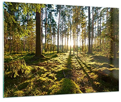 ARTTOR Glasbild 100x70cm Wandbild Glasdruck Landschaften Wald - 3724
