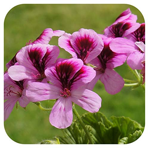 Scented Pelargonium Lemon Large Cutting Plug Plant Grandeur Odorata Geranium