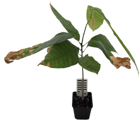 1 Kakaobaum | Theobroma Cacao | Varietät Nacional | Kakaopflanze aus Samen aus Südamerika | Selten in der EU | Zimmerpflanze | Schokoladenbaum | Kakaofrucht | Kakaobohnenpflanze