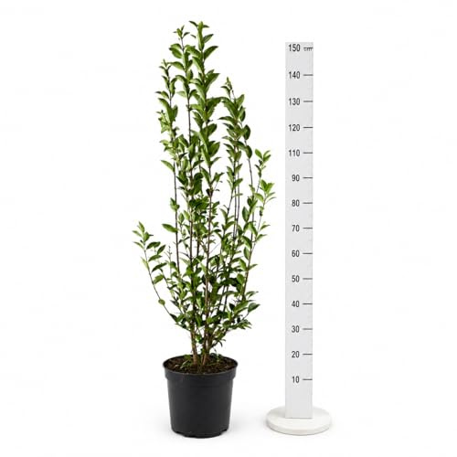 15st. Liguster ovalifolium 120-150cm im Topf Ligustrum Ovalifolium Heckenpflanzen Gartenpflanze