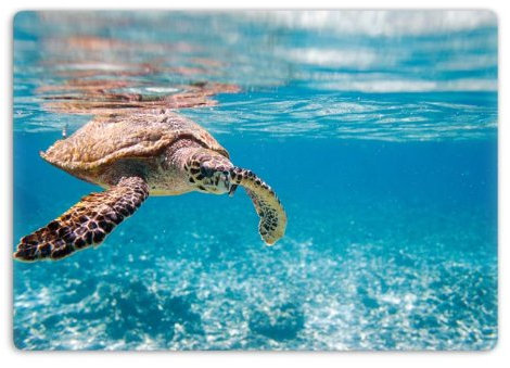 K&L Wall Art Scuba Glasbild Badezimmer Schildkröte Wandbilder Gäste-WC Wellness Deko 60x40cm Ozean GA17411