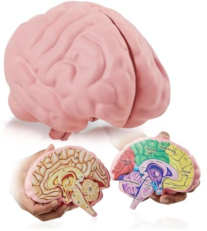 Cross Section Foam Brain Model, Great Educational Tool for Learning & Teaching Human Anatomical Function, Psychology, Biology or Science, Easy to Use & Includes 2 Half Pieces Labeled with Figures
