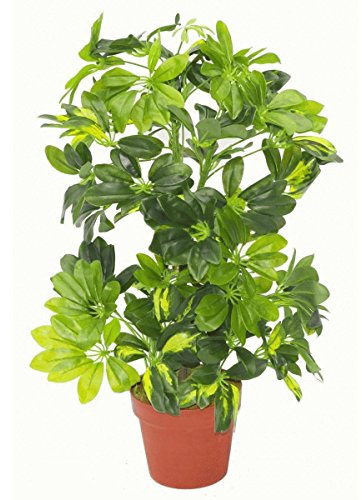 Leaf Künstliche Schefflera Arboricola Pflanze Regenschirm, 75 cm, Goldfarben