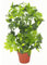 Leaf Künstliche Schefflera Arboricola Pflanze Regenschirm, 75 cm, Goldfarben