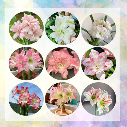 4 pcs amaryllis zwiebel, amaryllis knollen, schnittblumen kübelpflanzen amaryllis zwiebeln kaufen - Hippeastrum rutilum - deko wohnzimmer, zimmerpflanzen nachhaltige geschenke, gartenpflanzen