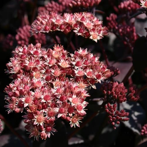 Plant Theory 9cm Pot Sedum Purple Emperor Stonecrop Hylotelephium Perennial