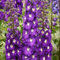 Semi di fiori di delphinium 100 pezzi Lavanda