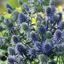 MOSKILA Pack x6 Eryngium Planum 'Sea Holly' Thistle Perennial Garden Plug Plants
