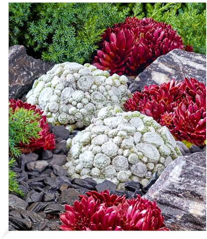 BALDUR Garten 2er Winterhartes Sempervivum Arctic White® & Coral Red® | Pflanzen im 9x9 cm-Topf, Staude, mehrjährig, pflegeleicht, Wasserbedarf gering, Hauswurz, Dachwurz, Steinrose,