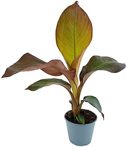 Fangblatt - Ensete maurelli - rote Zierbanane im Ø 12 cm Topf - exotische Grünpflanze für Ihren Zimmerdschungel