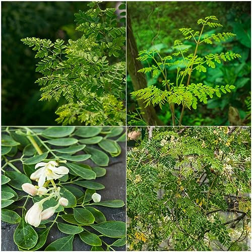 5 pcs moringa baum pflanze kaufen samen - gemüsesaat pflanzenkübel büropflanzen,Moringa oleifera, gemüsebeet seed robuste balkonpflanzen winterhart indoor kräutergarten gewächshaus