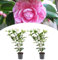 NatureNest, Japanische Rose XL, Kamelie, 2 Stücke, 55-65 cm, Pflanzen, Garten