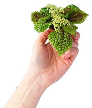 PLNTS - Baby Pilea Moon Valley - Plantes d'intérieur - Ufoplante - Decoration chambre - Accessoires de décoration intérieure - Pot 6cm - Hauteur 15cm