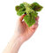 PLNTS - Baby Pilea Moon Valley - Zimmerpflanze - Ufopflanze - Echte Pflanzen für Drinnen - 6cm Topf - Höhe 15cm