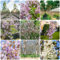 20 pcs paulownia kaufen samen - garten samen deko modern,Paulownia fortunei,paulownia tomentosa bonsai tree saatgut deko pflanze zimmerpflanzen winterharte stauden mehrjährig