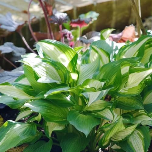 funkien pflanze samen - hosta - indoor kräutergarten, exotische pflanzen winterhart funkien hosta samen kräuterpflanzen, geschenke für gartenfreunde, gemüsesaat bio saatgut, 50pcs