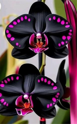 Cymbidium Facile Da Mantenere rari Crescita Rapida Bellissimo Giardino,(Steli grandi,senza semi,non artificiali)-3tuberi-I