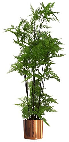 Leaf Artificial Realistic Natural Look Pot, Moss Fern Large Copper, 150cm
