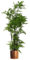 Leaf Artificial Realistic Natural Look Pot, Moss Fern Large Copper, 150cm