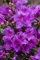 Rhododendron obtusum 'Diamant Rosa' 15-20 cm - Azalee, rosa Blüten, Blütezeit April-Mai, ideal für Kübel und Rabatten, winterhart und pflegeleicht