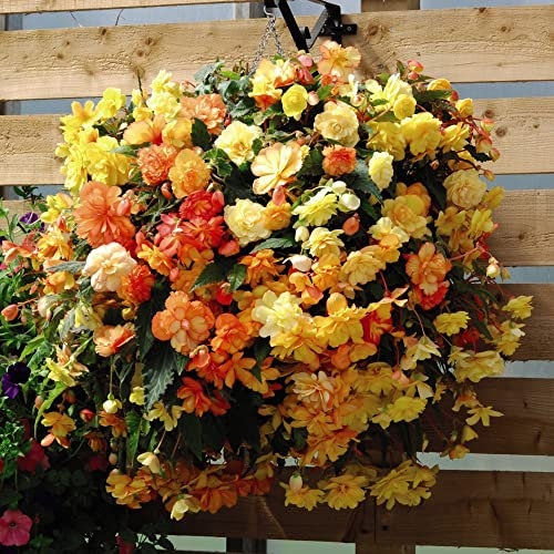 Begonia Pre-Planted Baskets 10 Inch Containing 'Apricot Shades Improved' F1 Hybrid Half-Hardy Perennial Double Blooms Easy to Grow Your Own Garden Flowers 2X 25cm Baskets by Thompson & Morgan