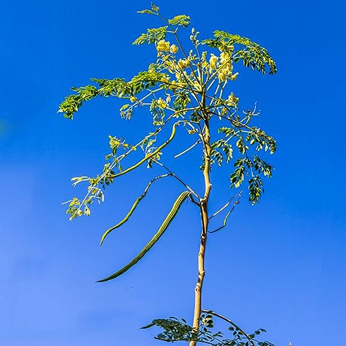20 Stücke moringa samen bio, immergrüne pflanzen winterhart baum samen, winterharte pflanzen für garten bonsai baum balkonpflanzen, bonsai baum echt, zimmerbonsai bonsai, exotische