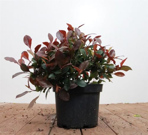Photinia fraseri 'Little Red Robin' 30-40 cm - Glanzmispel, rote Blattaustriebe, immergrün, ideal für Hecken und Kübel, pflegeleicht und winterhart
