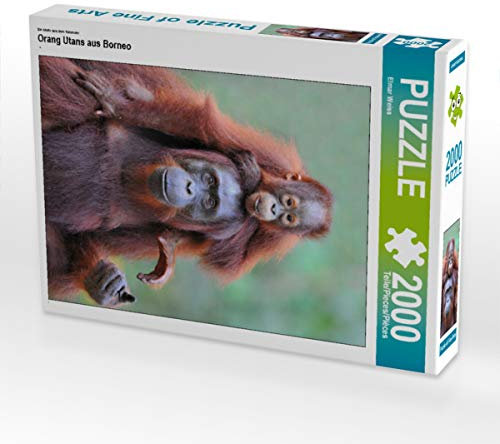 CALVENDO Puzzle Orang Utans aus Borneo 2000 Teile Lege-Größe 67 x 90 cm Foto-Puzzle Bild von Elmar Weiß