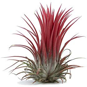 Tillandsia Air Plants Ionantha Rubra Red - Collection Indoor House Plant Flower for Gift Present Special Occasion