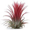 Tillandsia Air Plants Ionantha Rubra Red - Collection Indoor House Plant Flower for Gift Present Special Occasion