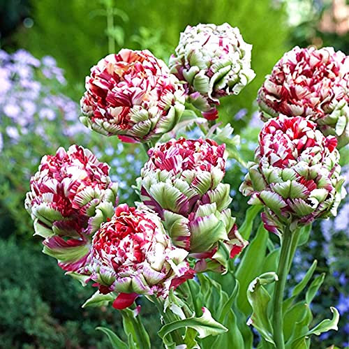 FStening 10 Pezzi Raro Tulipani Bulbi Unico Doppio Petali A Forma Di Fiore Elegante Nobile Abbinamento Di Colori Facile Da Piantare Adatto Per Realizzare Fiori Recisi