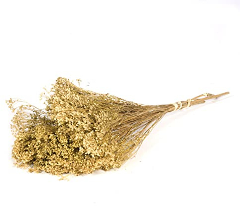 FloristryWarehouse Dried Bunch of Natural Broom Bloom 40cm/15 Inches