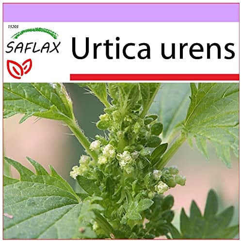 SAFLAX - Ortie brûlante - 150 graines - Urtica urens