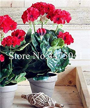 . 50 PC/Los Seltene lila Geranie, Pelargonium Peltatum Geranium Stauden Seltene Blumen-Pflanzen für Innenräume: 17