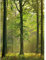 Wald Tapete olivgrün | Wohnzimmer und Schlafzimmer Fototapete mit Herbstwald in Grün | Vlies Bildtapete mit Bäumen im Herbst