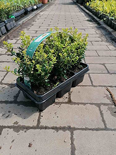 Blumen-Senf Ilex 'Crenata' 20-25 cm – Stechpalmen Heckenpflanzen – Ideal als Buchsbaum-Ersatz für Pflegeleichte, immergrüne Hecken – Winterhart, robust & vielseitig verwendbar für Garten und Terrasse