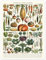 Gemüse und Hülsenfrüchte (französisch) Poster von Adolphe Millot 30 x 40 cm Bunt Wandbilder Wanddeko
