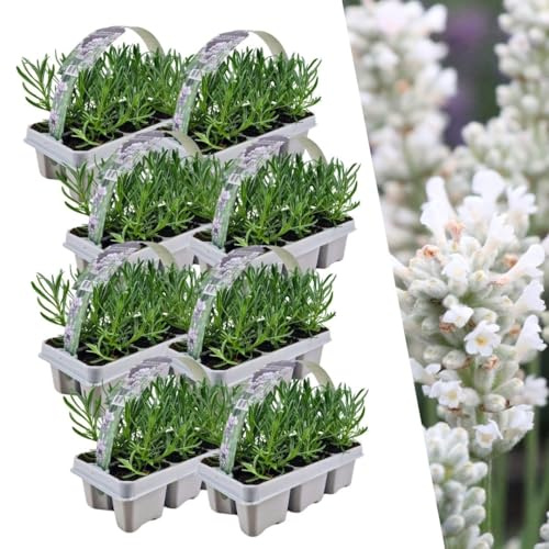 Plants by Frank Lavandula Angustifolia Weiß, 48 Stück, Ø 7 cm | Weißer-Duft Lavendel Pflanzen, Echter Lavendel Mehrjährig Winterhart, Lavendelstrauch, Gartenpflanzen, Topf 7 cm, Höhe: 15 cm