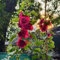 Stockrosen Samen, Alcea rosea Samen, blumenwiese samen saat hochbeett balkonblumen Stockrosen Samen Winterhart Mehrjährig, blumensamen geschenk garten geschenke für frauen bio 800pcs