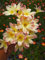 Lirio De La Lluvia,Hermosa,OrquíDea,Bulbos De Lirio De Lluvia,Resistente,Planta De Bulbo,BalcóN,Planta Perenne,Flor De Bulbo,Planta De Lirio De Lluvia-5bulbos-G