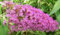 Buddleia davidii Pink Delight 20 graines