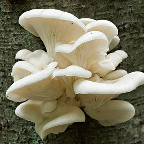 Saterkali Semi di funghi di ostrica perlata, 100 pezzi/sacchetto Semi di funghi di ostrica perla Non OGM Buon raccolto Seminterrato bianco Semi di agaricus ecologici per cortile Seme