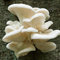 Saterkali Semi di funghi di ostrica perlata, 100 pezzi/sacchetto Semi di funghi di ostrica perla Non OGM Buon raccolto Seminterrato bianco Semi di agaricus ecologici per cortile Seme