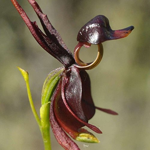 100pcs Alta qualita per la casa e il giardino Flying Duck fiore di orchidea della Cina dei semi semi di fiore raro bellissime orchidee