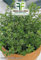 Semi Piante Maggiorana Aromatica-Officinali, 2 Buste Linea Maxi,Mondonatura Srl